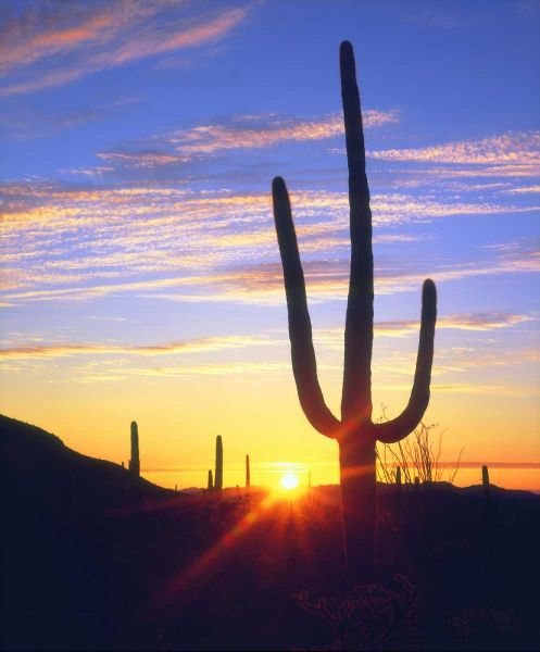 USA, Arizona, A saguaro cactus at sunset